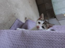 Cat shower Meme Template