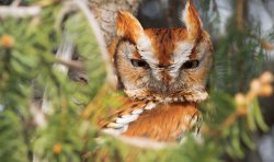 Suspicious Owl Meme Template
