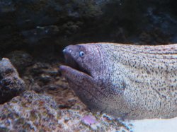 Fish with opinions Meme Template