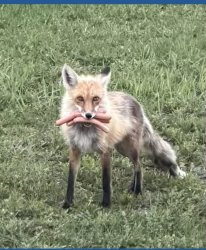 BBQ Bandit Meme Template
