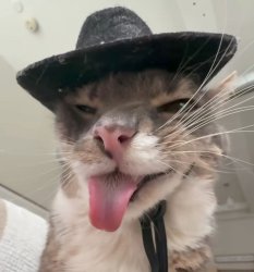 Freaky as cat Meme Template
