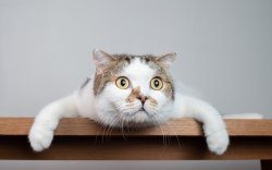 Focus cat Meme Template