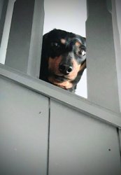 Judging Dachshund Meme Template