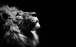The lion looking up Meme Template