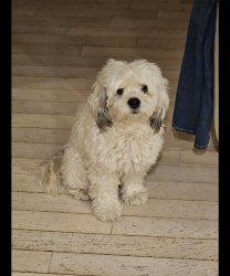 Marley the cockapoo Meme Template