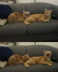 Cat biting cat Meme Template