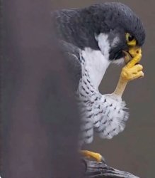 Sigma falcon Meme Template