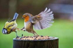 Bird kicks bird Meme Template