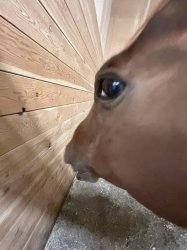 Horse side eye Meme Template