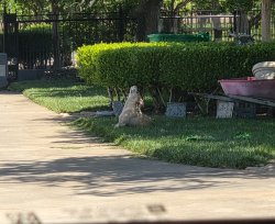 Dog Praying Meme Template