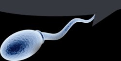 Sperm cell speech bubble Meme Template