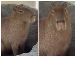 Cheesecake the capybara Meme Template