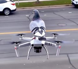 Bird on Drone Meme Template