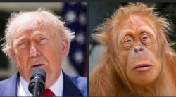 Trump orangutan. The monkey did better on the exams. Meme Template