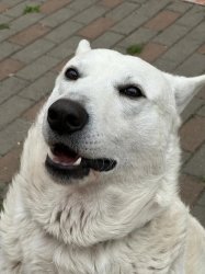 El Dogo Meme Template