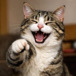 cat pointing and laughing Meme Template