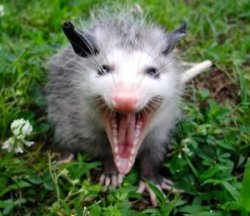 Sad Possum Meme Template