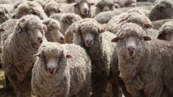 Flock of sheep Meme Template