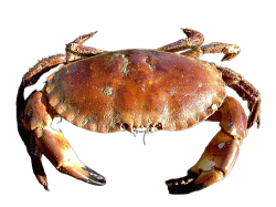 Crab Meme Template