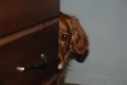 peeking puppy Meme Template