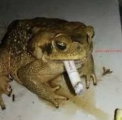 life's tough frog Meme Template