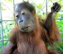 monkey with down syndrom Meme Template