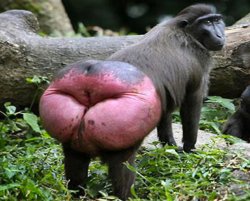 Monkey Butt Meme Template