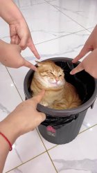 Fingers pointed at cat Meme Template