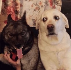 Freaky dog Meme Template