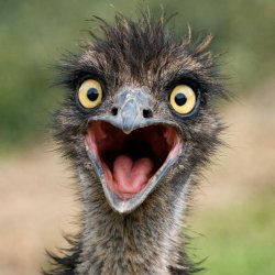 shocked emu Meme Template