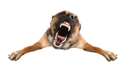 Angry Dog Meme Template
