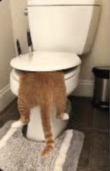 toilet poop cat Meme Template