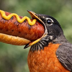 Giant glizzy going into a birds mouth Meme Template