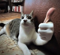 Cat Thumbs Up Meme Template