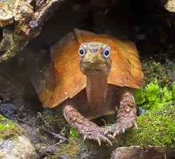 Turtle Meme Template