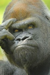 Monkey thinking Meme Template