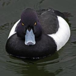 Advice Animals - Angry Advice Mallard Meme Template