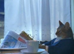 Advice Animals - I should buy a boat cat Meme Template