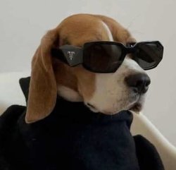 dog wearing sunglasses Meme Template