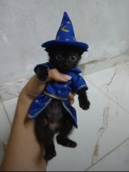 Wizard Kitty Meme Template