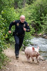 Cop chases pig Meme Template