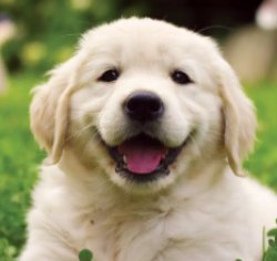 happy dog Meme Template