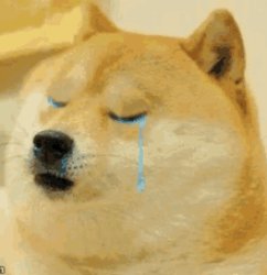 Doge oof cry Meme Template