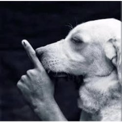 dog sushing Meme Template