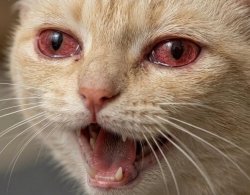Stoned Cat Meme Template