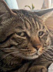 Side eye meow Meme Template