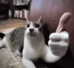 Cat Thumbsup Meme Template