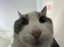 Cat Stare Meme Template