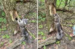The cat is screaming Meme Template