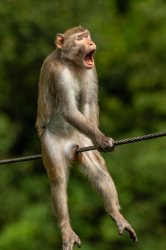 monkey Meme Template